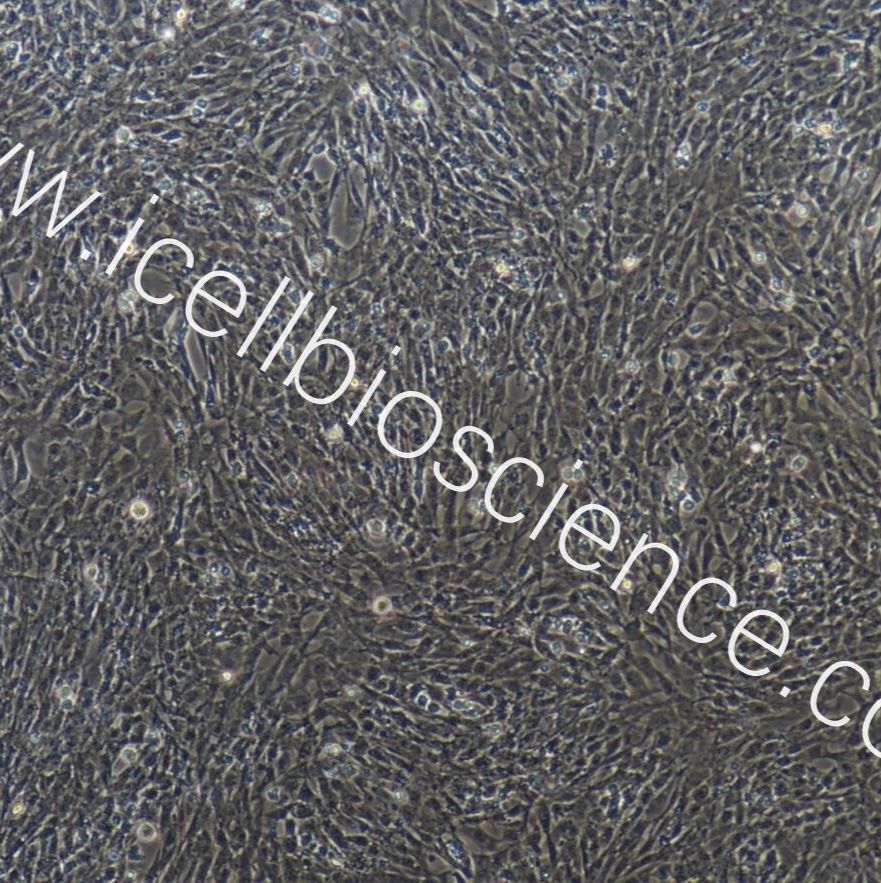 鸡小肠粘膜上皮细胞  免疫荧光鉴定 镜像绮点（Cellverse）