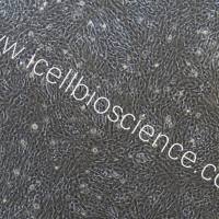 鸡小肠粘膜上皮细胞/免疫荧光鉴定