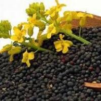 芸苔素内酯检测_芸苔素内酯含量的测定_植物芸苔素内酯检测