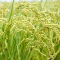 独角金内酯(SLs)检测_独角金内酯的测定_水稻独角金内酯测定