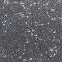 大鼠脑血管成纤维细胞/免疫荧光鉴定/镜像绮点（Cellverse）