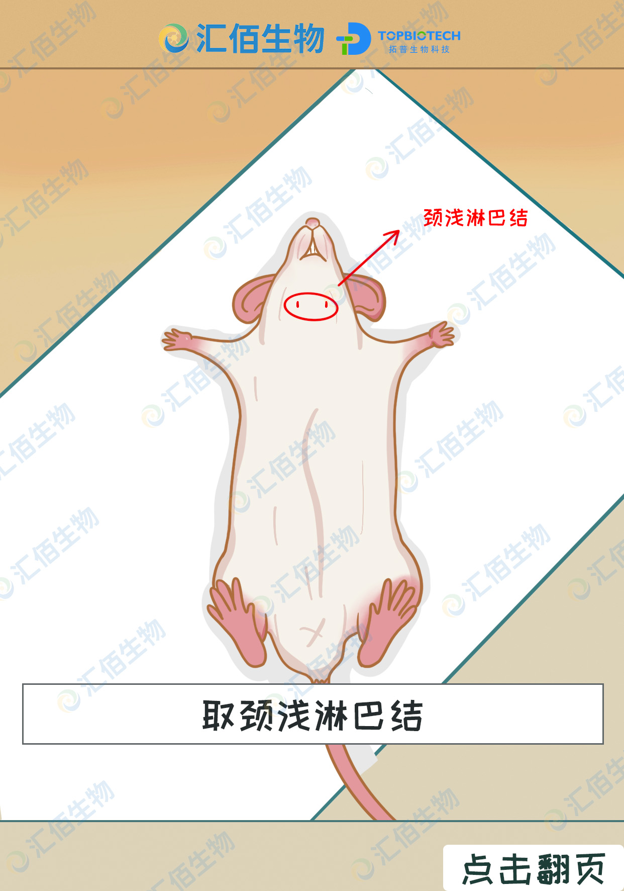 取小鼠颈浅淋巴结、腋窝淋巴结实操手绘教程（上）