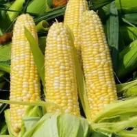 玉米素(ZA)含量检测_玉米素检测_玉米素核苷(ZR)含量测定_反式玉米素核苷检测