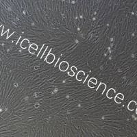 大鼠主动脉弓平滑肌细胞/免疫荧光鉴定/镜像绮点（Cellverse）