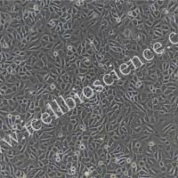 猪肾小管上皮细胞 | 肾小管上皮细胞 | 免疫荧光鉴定/镜像绮点(Cellverse)