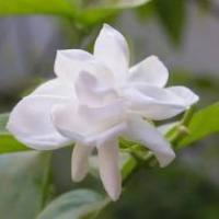 植物茉莉酸测定_LC-MS/MS检测茉莉酸含量_茉莉酸(JA)含量检测