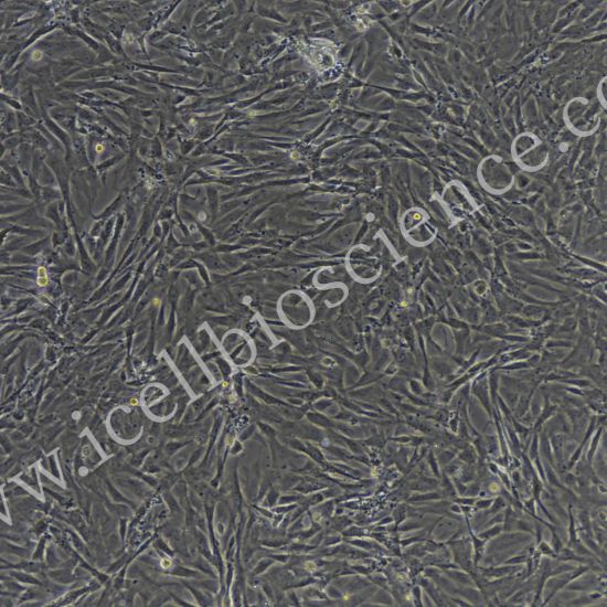 大鼠肠肌成纤维细胞  免疫荧光鉴定  镜像绮点（Cellverse）