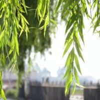 水杨酸含量测定_植物水杨酸含量检测_树莓叶果中水杨酸含量测定