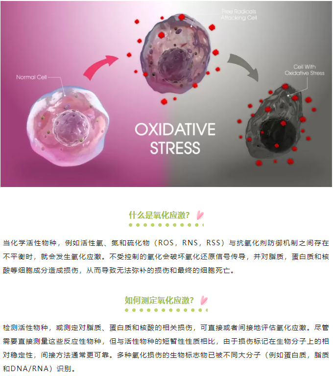 氧化应激标志物检测（一）—— ROS