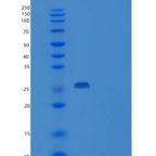 人VPS24重组蛋白