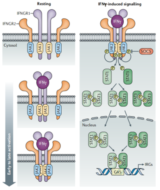 Elabscience靶标解读丨以抗病毒闻名的IFN-γ