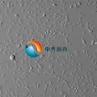 大鼠尿道上皮细胞