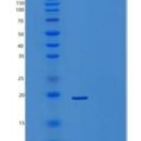 小鼠干扰素α2(IFNa2)重组蛋白
