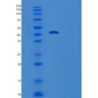 小鼠t细胞特异性表面糖蛋白CD28重组蛋白