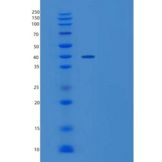 人Wif-1重组蛋白