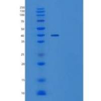 人Wif-1重组蛋白