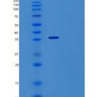 人自噬相关3同源物/ATG3(C-6His, N-T7 tag)重组蛋白