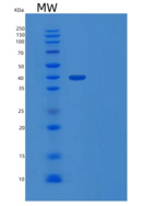 小鼠Wnt抑制因子1（Wnt inhibitory fact