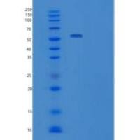 小鼠Visfatin重组蛋白
