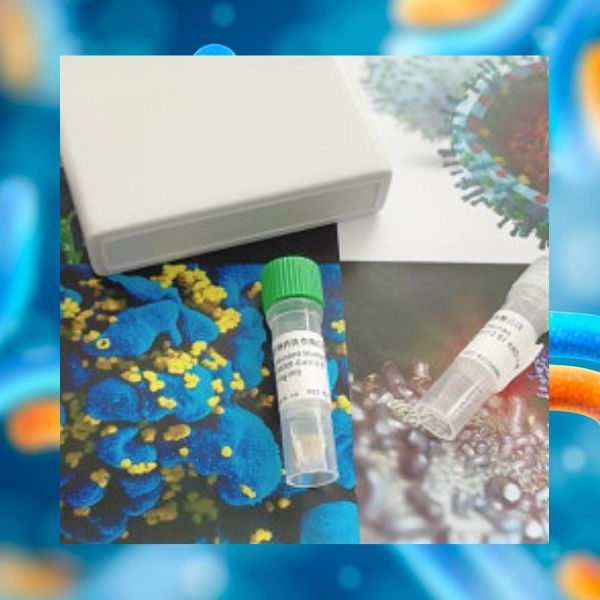 Anti-RSV Recombinant Antibody|RSV-neutralizing Human Antibody (D25)|人抗呼吸道合胞病毒抗体