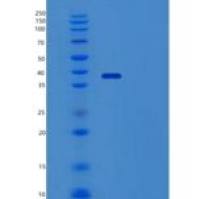 人Wnt抑制因子1/WIF-1(C-6His)重组蛋白