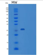 人VPS24重组蛋白