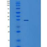 人ZMAT3重组蛋白