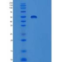小鼠肝配蛋白B1/EFNB1(C-Fc-6His)重组蛋白