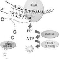 焦磷酸测序|伯豪生物焦磷酸测序