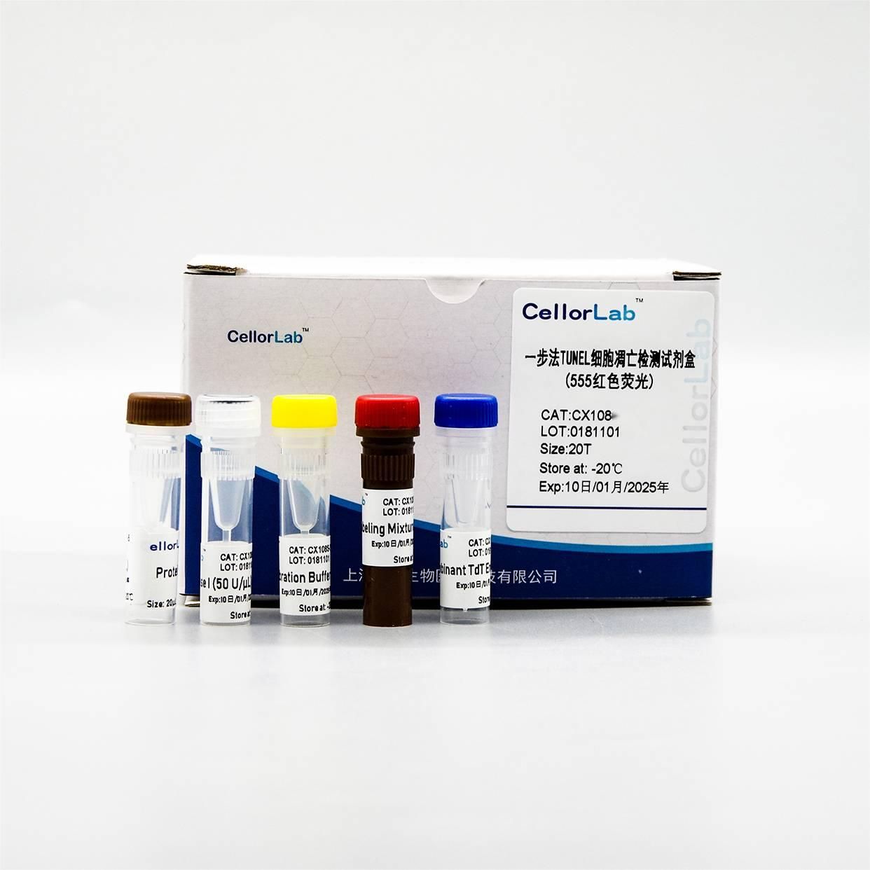 CX108 一步法TUNEL细胞凋亡检测试剂盒(555红色荧光)