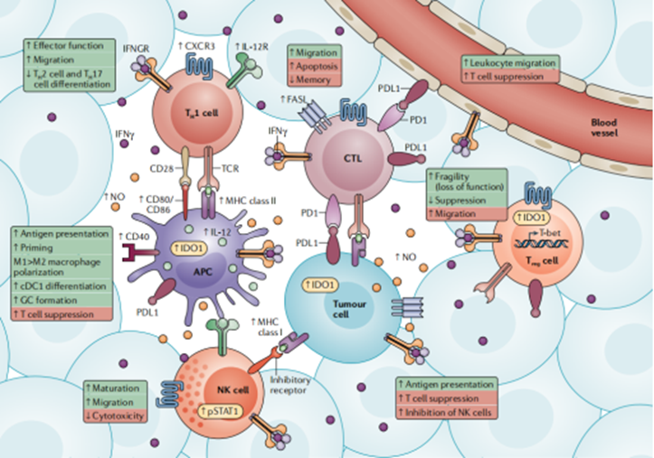 Elabscience靶标解读丨以抗病毒闻名的IFN-γ