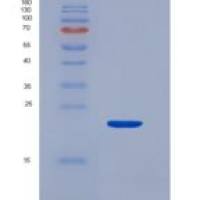 大鼠血管内皮生长因子A(VEGFA)重组蛋白