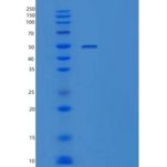 小鼠肝配蛋白-B2/EFNB2(C-Fc-6His)重组蛋白