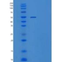 小鼠肝配蛋白-B2/EFNB2(C-Fc-6His)重组蛋白