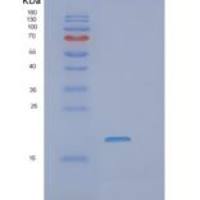 人血管内皮生长因子165(VEGF165)重组蛋白
