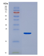 大鼠血管内皮生长因子A(VEGFA)重组蛋白