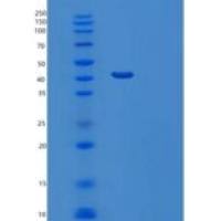 小鼠肝配蛋白A4/EFNA4(C-Fc)重组蛋白