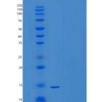 小鼠细胞毒性T淋巴细胞蛋白4(C-Flag)重组蛋白