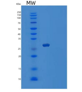 人囊泡关联膜蛋白关联蛋白B(VAPB)重组蛋白