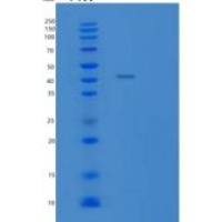 人WWTR1重组蛋白