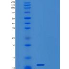 人囊泡关联膜蛋白5(VAMP5)重组蛋白