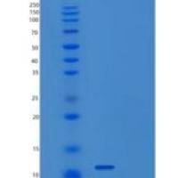 人囊泡关联膜蛋白5(VAMP5)重组蛋白