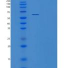 人ZNF689重组蛋白
