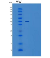 人Wif-1重组蛋白