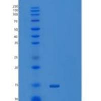 小鼠诱导性T细胞共刺激因子重组蛋白