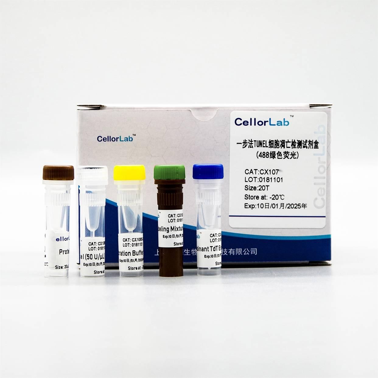 CX107 一步法TUNEL细胞凋亡检测试剂盒(488绿色荧光)