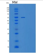 小鼠肝配蛋白-B2/EFNB2(C-Fc-6His)重组蛋白