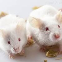 大小鼠行为学实验