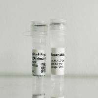 重组人膜连蛋白A5（Annexin V/ANXA5）