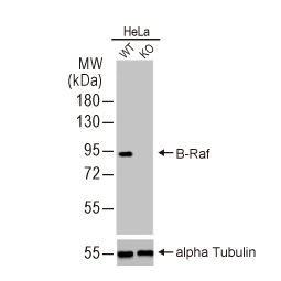 B-Raf antibody [HL1606] (GTX637085) 